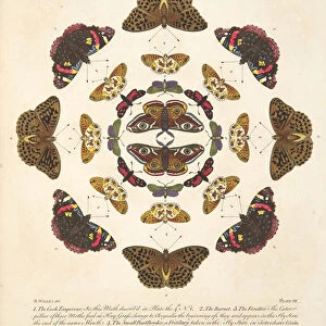 Plate VII, from A Rare Depiction of Butterflies and Moths, pub