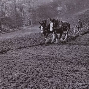 Ploughing by horse (b / w photo)