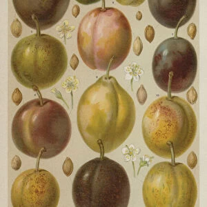 Plums (colour litho)