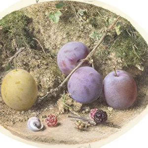 Plums and Mulberries, c. 1860 (w / c over graphite on card)