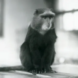 A Pluto Monkey, or Blue Monkey, sitting on a bench, London Zoo, 1927 (b / w photo) A Pluto Monkey, or Blue Monkey, sitting on a bench, London Zoo, 1927 (b / w photo)