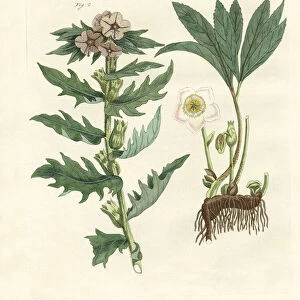 Poisonous German plants (coloured engraving)
