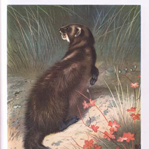 Polecat, Nature in Britain published by Collins, 1946 (colour litho)
