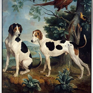 Pompee and Florissant, the dogs of Louis XIV (1638-1715)