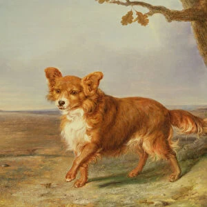 Portrait of a Dog in an Italian Landscape