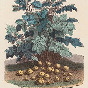 Potato plant (coloured engraving)