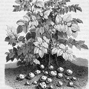 Potato and starchy tubers of its roots - Fig tree, 19th century