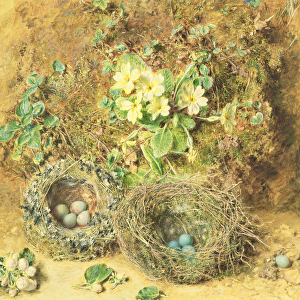 Primroses and Birds Nests (w / c on paper)
