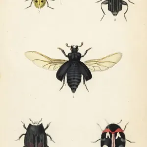 Print of Beetles