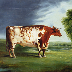 A Prize Bull, Possibly a Durham Shorthorn, c. 1820