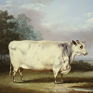 A Prize Cow, 1838 (oil on canvas)