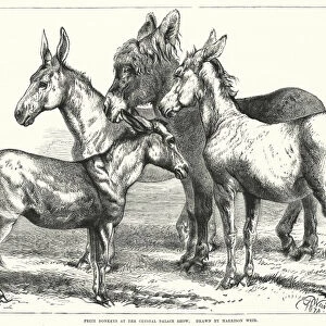 Prize Donkeys at the Crystal Palace Show (engraving)