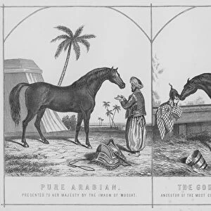 Pure Arabian, presented to Her Majesty by the Imaum of Muscat, The Godolphin Barb, ancestor of the most celebrated racers on the British turf (litho)
