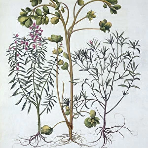 Purslane, Summer Savory and Winter Savory, from Hortus Eystettensis