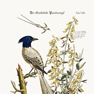 The Pyed Bird of Paradise, 1749-73 (coloured engraving)
