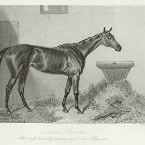 Queen Bertha, foaled 1860 (b / w photo)