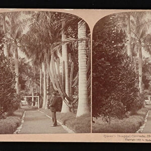 Queen's Hospital grounds, Honolulu, Hawaiian Islands, 1900 (stereograph)