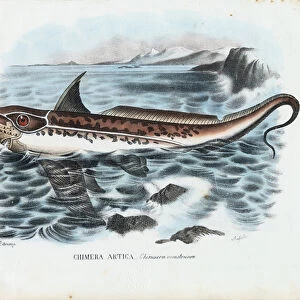 Rabbit Fish, 1863-79 (colour litho)