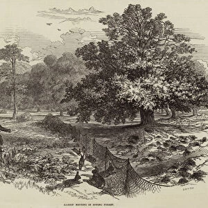 Rabbit Netting in Epping Forest (engraving)