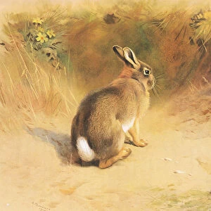 Rabbit, from Thorburns Mammals published by Longmans and Co, c. 1920 (colour litho)