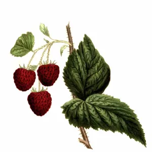 Raspberry of the Cushing raspberry variety, digitally restored reproduction, 19th century