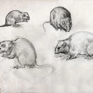 Rat studies. (drawing, circa 1870)