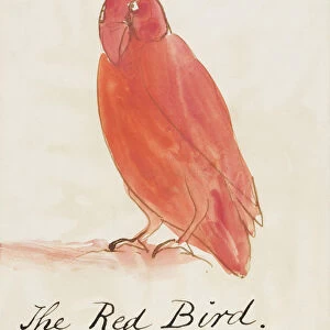 The Red Bird, from Sixteen Drawings of Comic Birds (pen & ink w / c on paper)