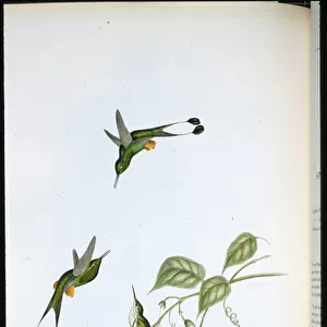 Red-booted Racket-tail (Spathura Rufocaligata) (hand-coloured litho)