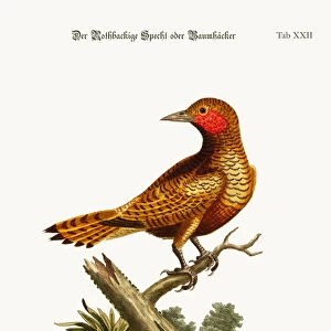 The Red-cheeked Woodpecker, 1749-73 (coloured engraving)