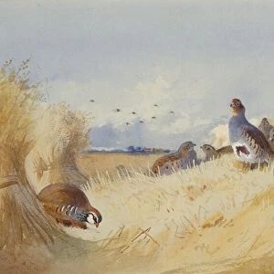 A Red Legged Patridge and a Covey of Grey Patridges by Corn Stooks (pencil and w / c)