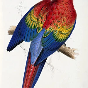 Red and Yellow Macaw (Macrocercus aracanga), from Illustrations of the Family of