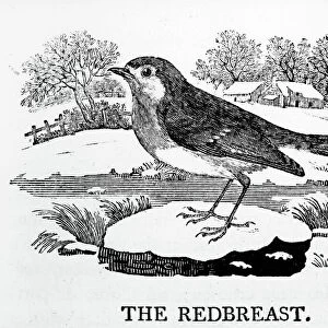 The Redbreast, illustration from The History of British Birds by Thomas Bewick