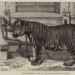 The Regimental Pet of the Royal Madras Fusiliers (engraving)