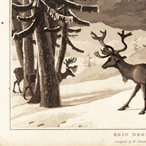 Reindeer, Rangifer tarandus, in a snow-covered landscape. 1807 (aquatint)