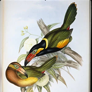 Reinwardts Toucan (Selenidera Reinwardti) (hand-coloured litho)