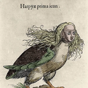 Representation of a harpy Engraving by Ulisse Aldrovandi (1522-1605)