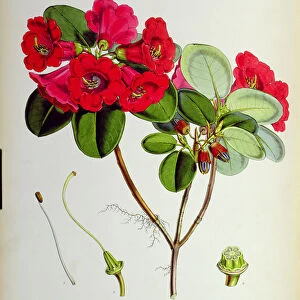 Rhododendron: Thomsoni, lithograph by Walter Hood Fitch (1817-92), 1849-51 (colour litho)