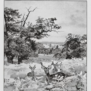 Richmond Park and Kingston in the distance (litho)