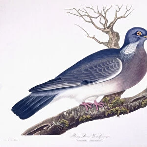 Ring Dove Woodpigeon (Columba Palumbus), 1835 (hand-coloured engraving)