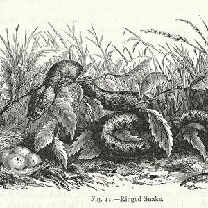 Ringed Snake (engraving)