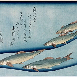 Rivertrout, from the series Collection of Fish (colour woodblock print)