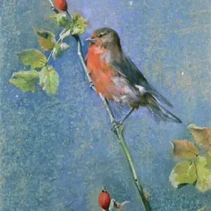 Robin on a Branch Robin on a Branch
