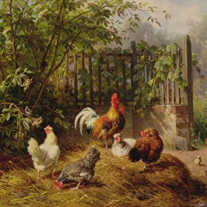 Rooster with Hens and Chicks