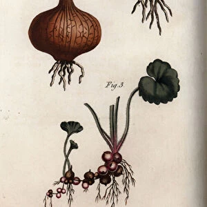 Roots and bulbs of onion and saxifrage, granulee or so-called bulbils. Coloured copper engraving, illustration by Sydenham Edwards (1768-1819) for Conferences of Botanical, Botanical Garden of Lambeth (England), 1805, by William Curtis (1746-1799)