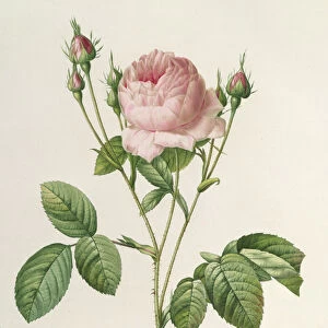 Rosa Centifolia Carnea, from Les Roses, 19th century (coloured engraving)