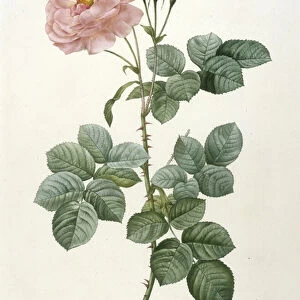 Rosa Damascena aurora, Rosier Aurore Poniatowska, engraved by Chardin