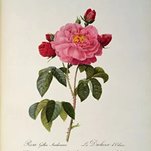 Rosa Gallica Aurelianensis or the Duchess of Orleans from, Les Roses, 1821