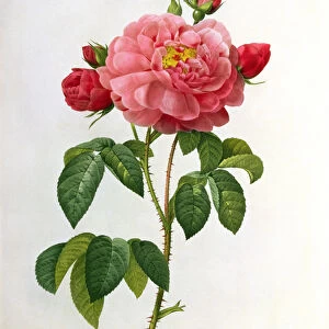 Rosa Gallica Aurelianensis, engraved by Eustache Hyacinthe Langlois (1777-1837)