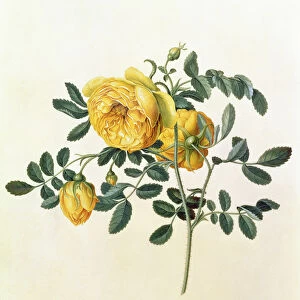 Rosa hemispherica, 18th century