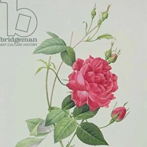 Rosa indica cruenta (blood-red Bengal rose), engraved by Langlois